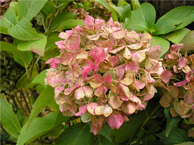 Hydrangea macrophylla